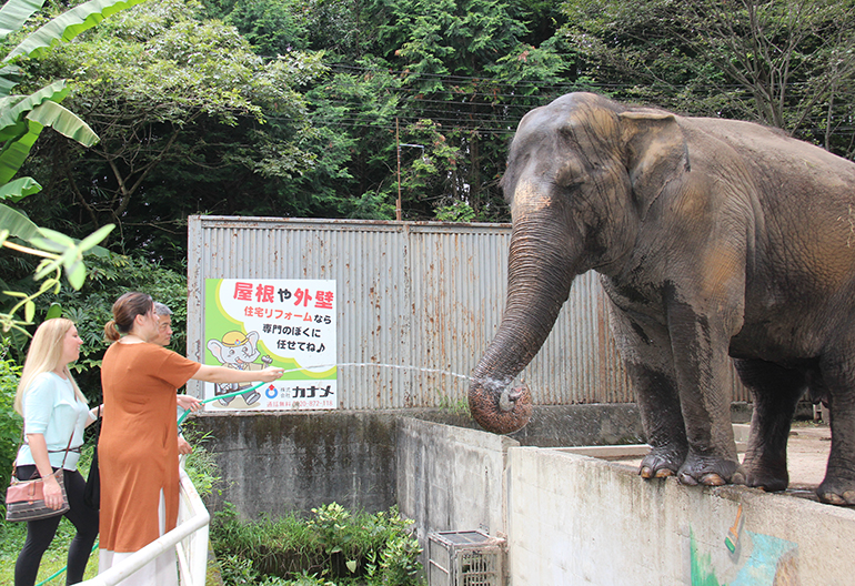 狂野漫步