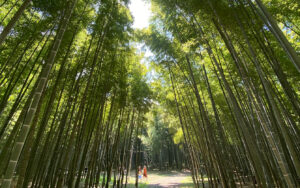 Wakayama Bamboo Forest (Wakayama Farm), the largest Bamboo forest open to the public in Japan.